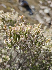 Erica pseudocalycina