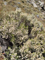 Erica pseudocalycina