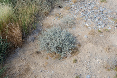 Heliotropium calcareum