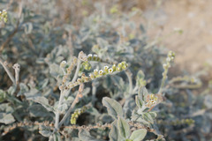 Heliotropium calcareum