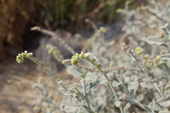 Heliotropium calcareum