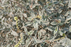 Heliotropium calcareum