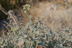 Heliotropium calcareum