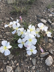 Oenothera deltoides