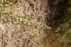 Caroxylon imbricatum