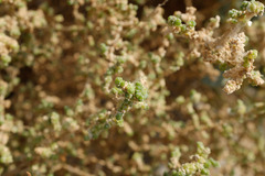 Caroxylon imbricatum