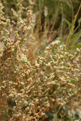 Caroxylon imbricatum