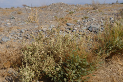 Caroxylon imbricatum