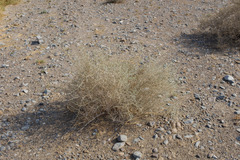 Plocama aucheri
