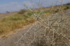Plocama aucheri