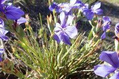 Aristea juncifolia