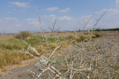 Plocama aucheri