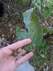 Lithocarpus sootepensis