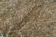 Plocama aucheri