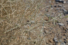 Plocama aucheri