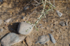 Plocama aucheri