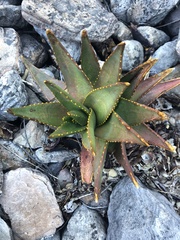 Aloe perfoliata