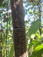 Lithocarpus sootepensis