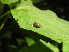 Epilachna obscurella