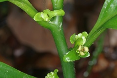 Pentaphragma ellipticum