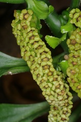 Pentaphragma ellipticum