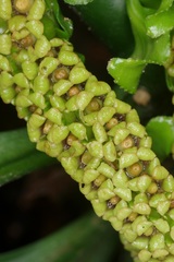 Pentaphragma ellipticum