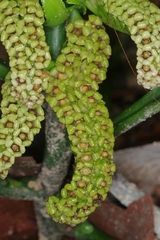 Pentaphragma ellipticum