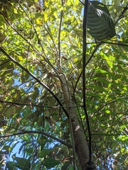 Lithocarpus sootepensis