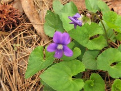 Viola langloisii