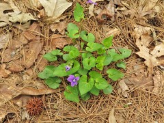 Viola langloisii