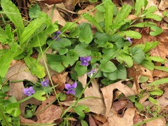 Viola langloisii