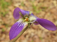 Viola langloisii