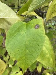 Alternaria catalpae