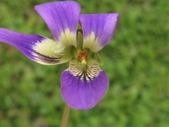 Viola langloisii