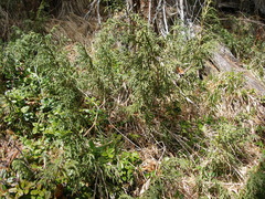 Juniperus pseudosabina