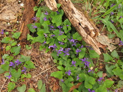 Viola langloisii