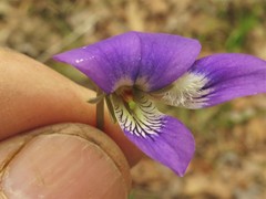Viola langloisii