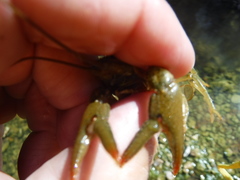 Faxonius punctimanus