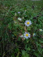 Erigeron annuus