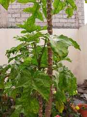 Vasconcellea heilbornii