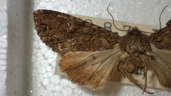 Mamestra brassicae