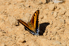 Charaxes saturnus saturnus