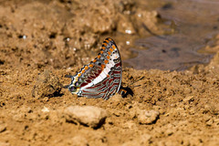 Charaxes saturnus saturnus