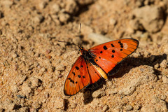 Acraea aglaonice