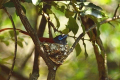 Terpsiphone viridis plumbeiceps