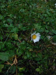Bellis perennis