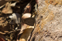 Ypthima asterope asterope