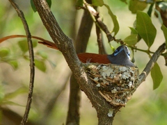 Terpsiphone viridis plumbeiceps