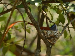 Terpsiphone viridis plumbeiceps