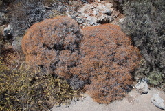 Euphorbia acanthothamnos